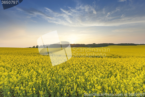 Image of Rape field . sunset