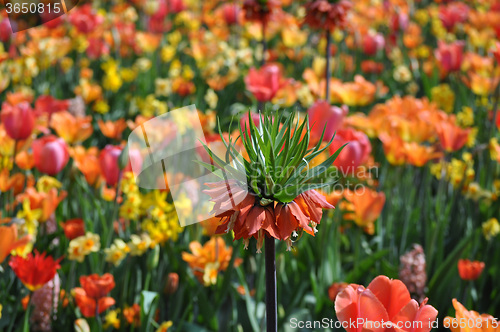 Image of Tulip Blossom in the Netherlands