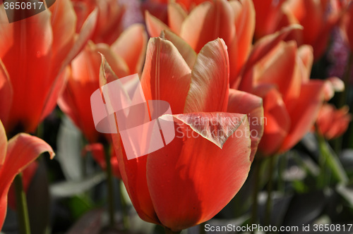 Image of Tulip Blossom in the Netherlands