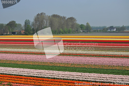 Image of Tulip Blossom in the Netherlands