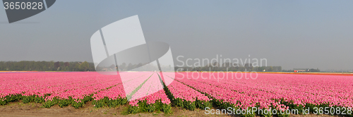 Image of Tulip Blossom in the Netherlands