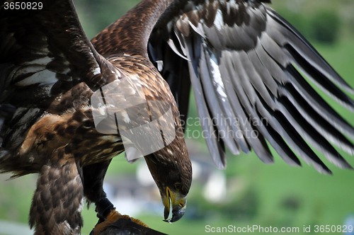 Image of Sea Eagle in the Alps, Austria