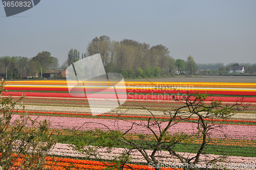 Image of Tulip Blossom in the Netherlands