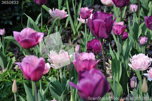 Image of Tulip Blossom in the Netherlands