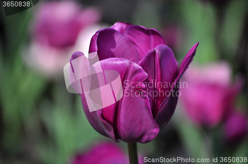 Image of Tulip Blossom in the Netherlands