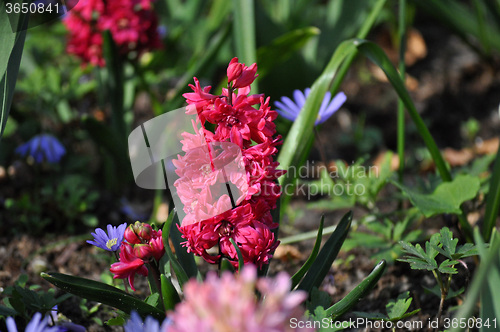 Image of Tulip Blossom in the Netherlands