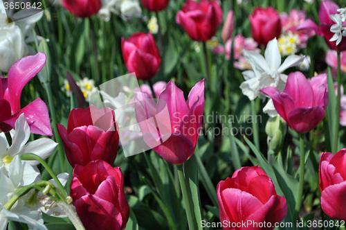 Image of Tulip Blossom in the Netherlands