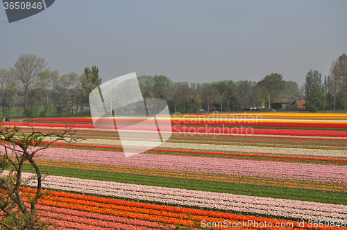 Image of Tulip Blossom in the Netherlands