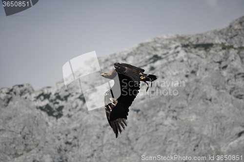 Image of Sea Eagle in the Alps, Austria