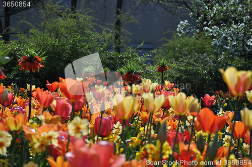 Image of Tulip Blossom in the Netherlands