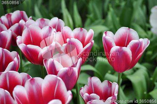 Image of Tulip Blossom in the Netherlands