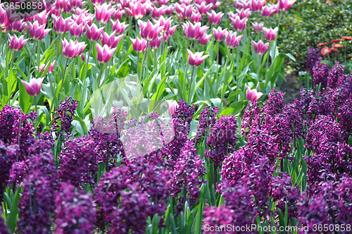 Image of Tulip Blossom in the Netherlands