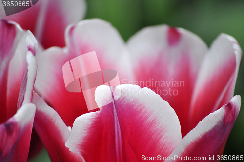 Image of Tulip Blossom in the Netherlands