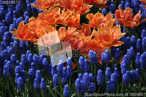 Image of Tulip Blossom in the Netherlands