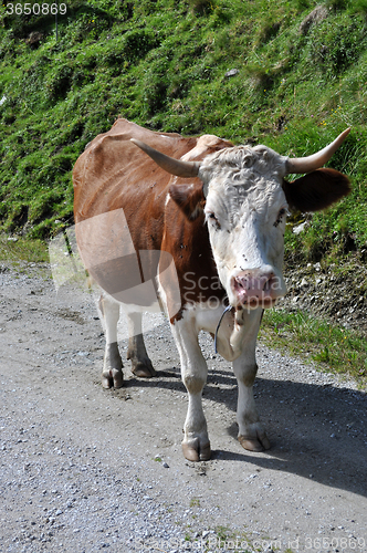 Image of Cows in Styria, Austria