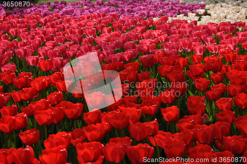 Image of Tulip Blossom in the Netherlands