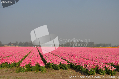 Image of Tulip Blossom in the Netherlands