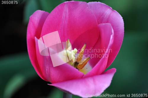 Image of Tulip Blossom in the Netherlands