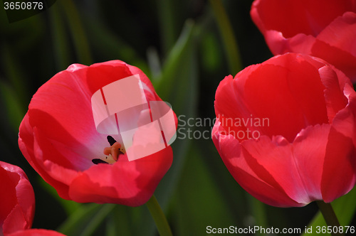 Image of Tulip Blossom in the Netherlands