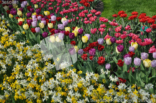 Image of Tulip Blossom in the Netherlands