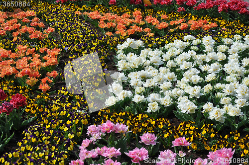 Image of Tulip Blossom in the Netherlands