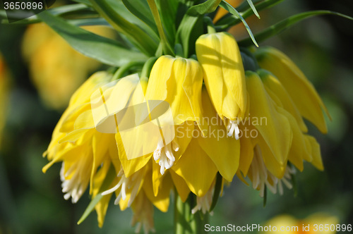 Image of Tulip Blossom in the Netherlands