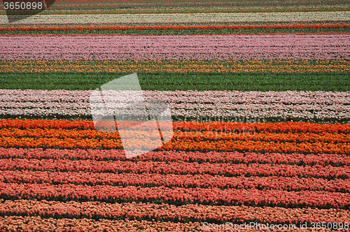 Image of Tulip Blossom in the Netherlands