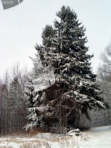 Image of Two fir