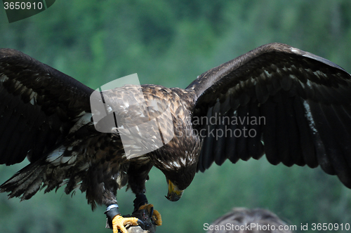 Image of Sea Eagle in the Alps, Austria