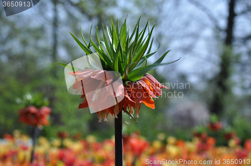 Image of Tulip Blossom in the Netherlands