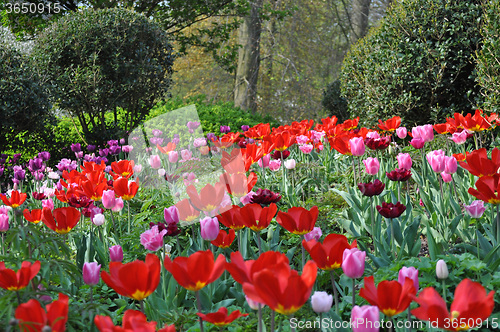 Image of Tulip Blossom in the Netherlands