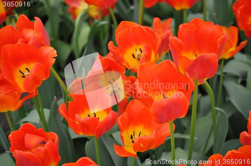 Image of Tulip Blossom in the Netherlands