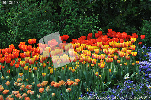 Image of Tulip Blossom in the Netherlands