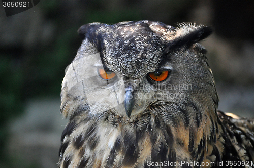 Image of Eagle-Owl (Bubo Bubo)