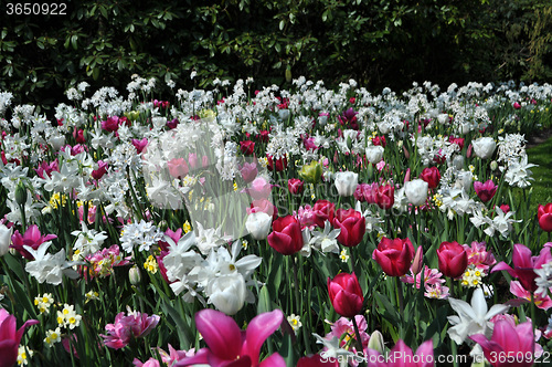 Image of Tulip Blossom in the Netherlands