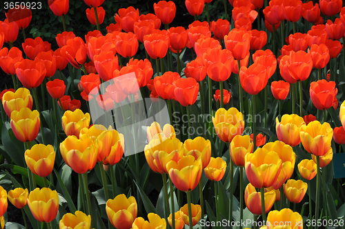 Image of Tulip Blossom in the Netherlands