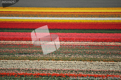 Image of Tulip Blossom in the Netherlands