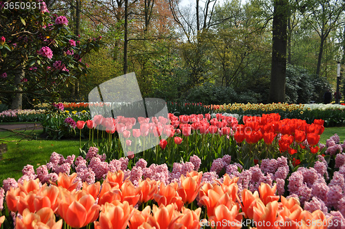 Image of Tulip Blossom in the Netherlands