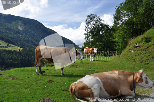 Image of Cows in Styria, Austria