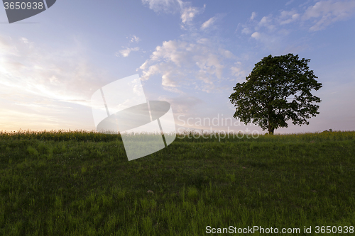 Image of tree in the field 