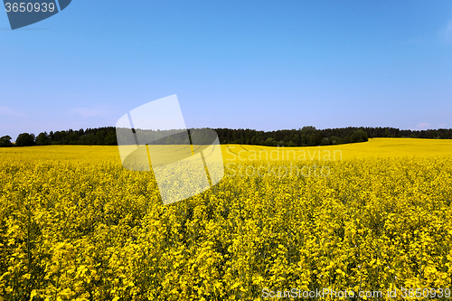 Image of canola field .  blooming 