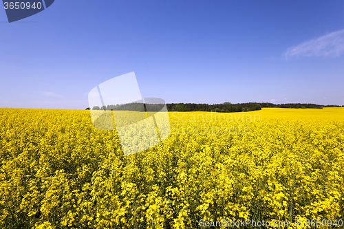 Image of canola field .  blooming 