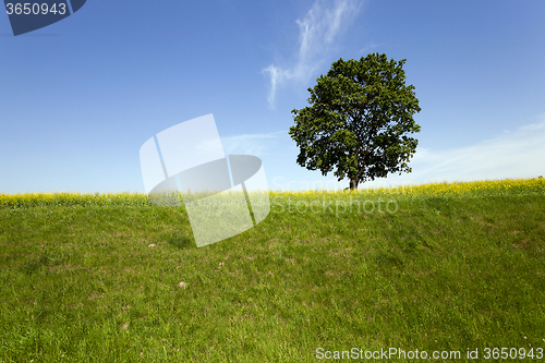 Image of tree in the field  