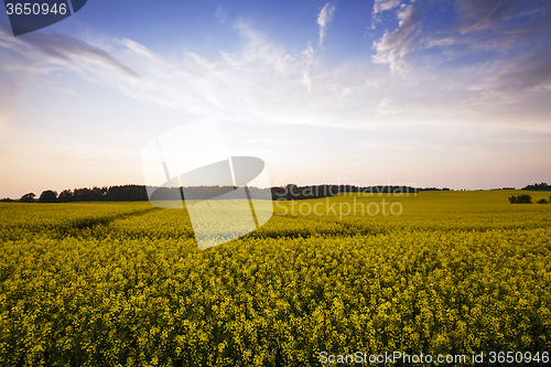 Image of Rape field .  sunset