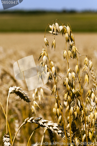 Image of mature oats. close-up 