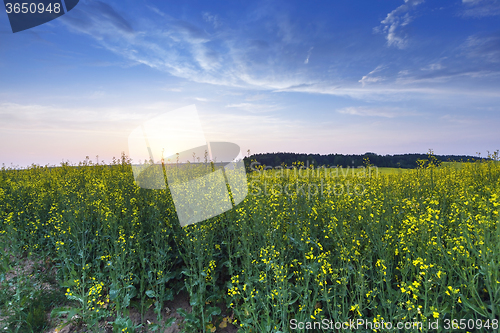 Image of Rape field .  sunset