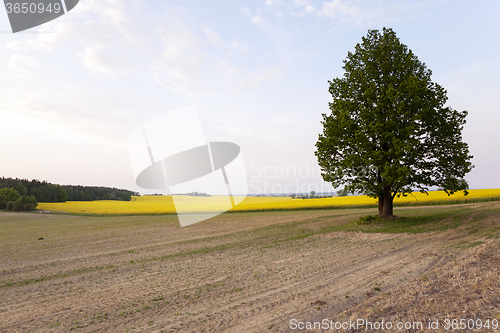 Image of tree in the field  