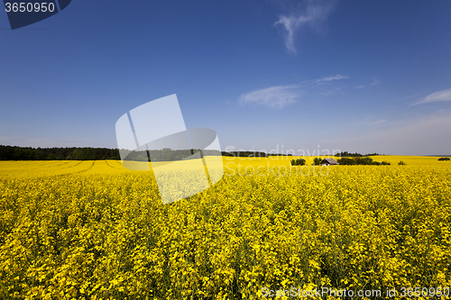 Image of canola field .  blooming 