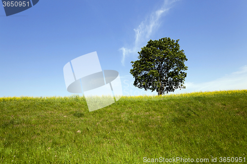 Image of tree in the field  