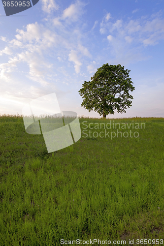 Image of tree in the field 